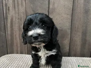 Cockapoo dogs Beautiful F2 Cockerpoo puppies - Advert 1