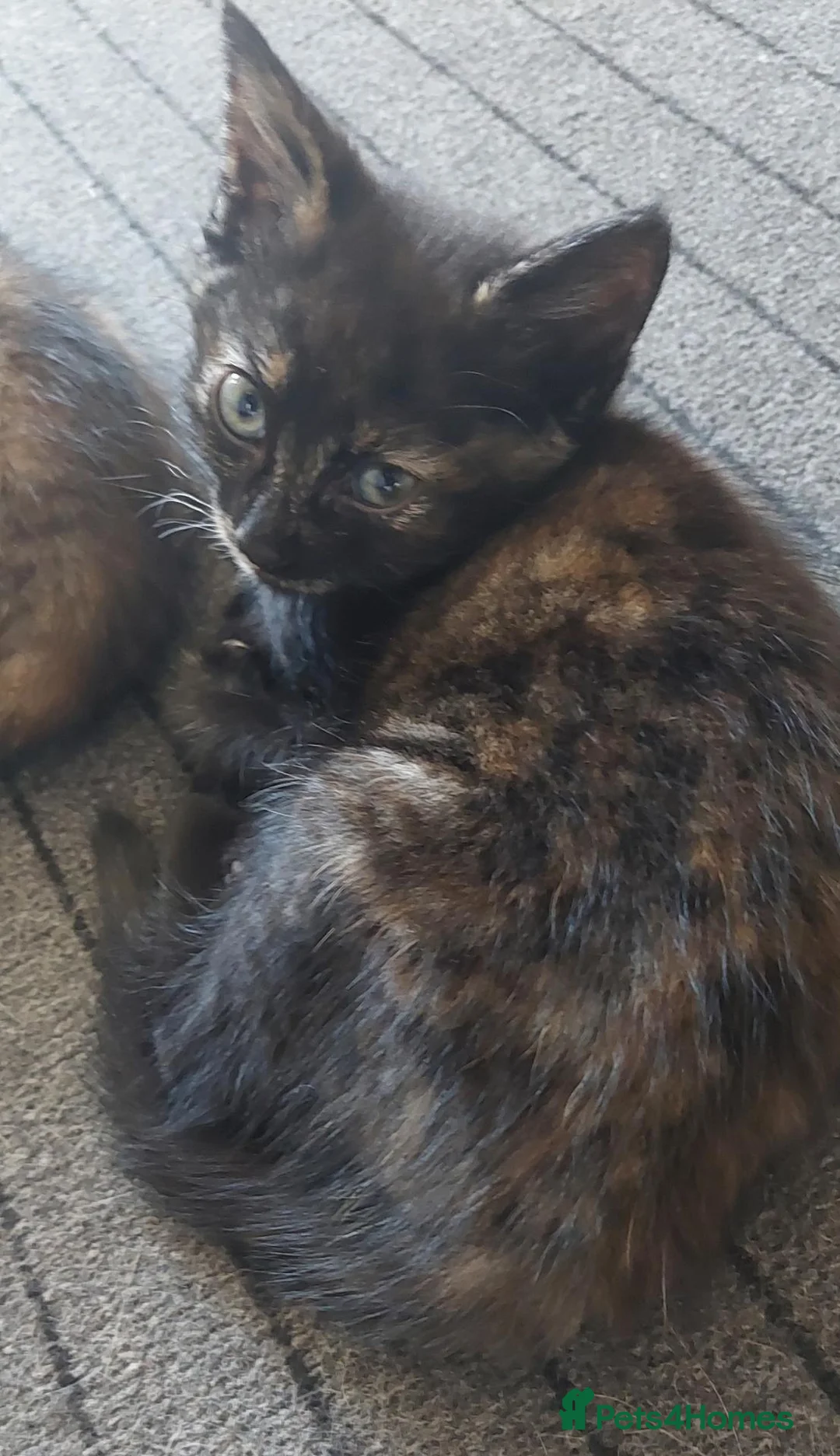 Mixed Breed cats for sale: Last kitten still available  - Advert 5