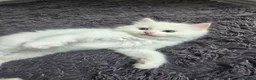 Ragdoll cats for sale: Stunning European bloodline kittens - Advert 2