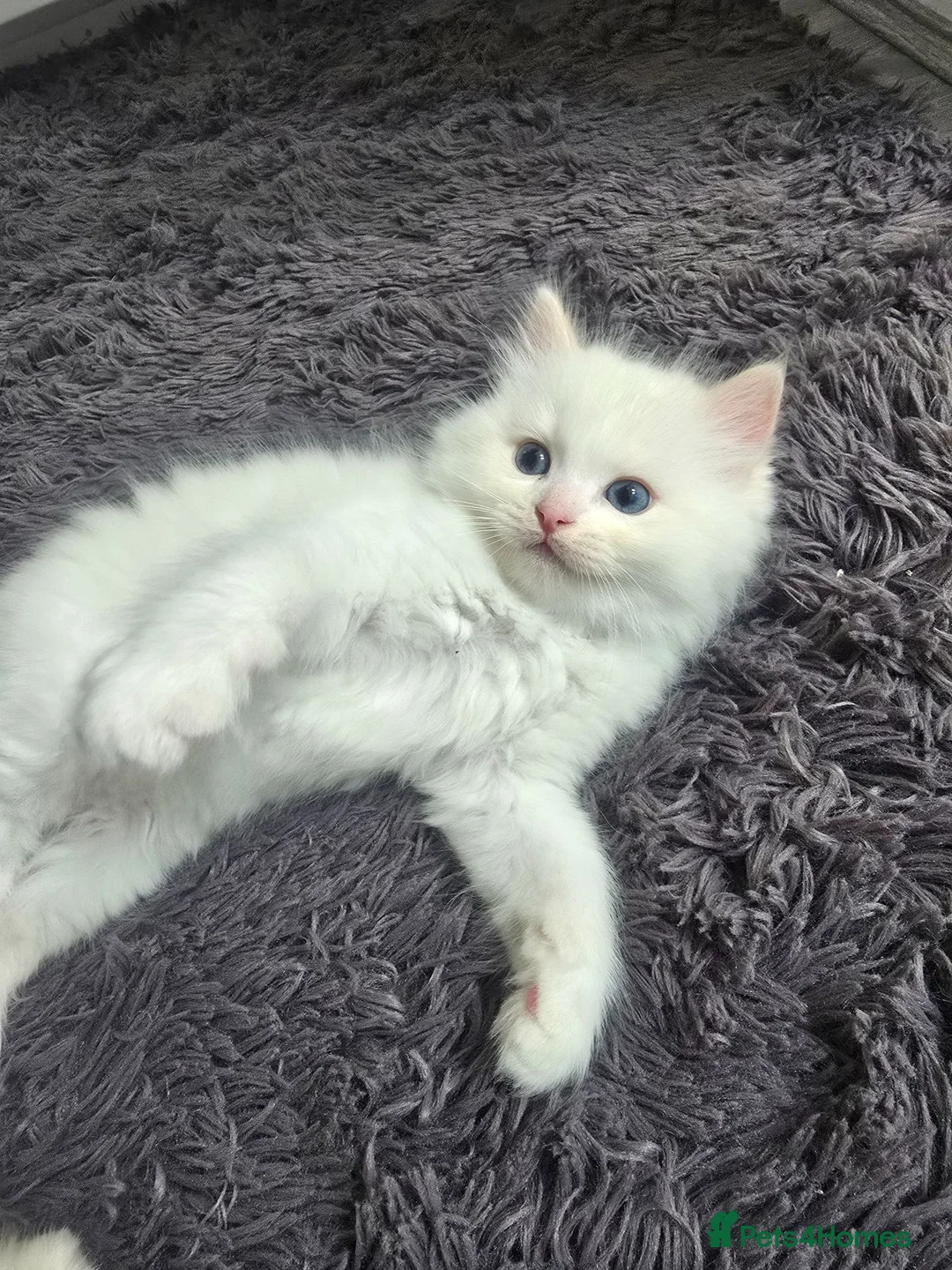 Ragdoll cats for sale: Stunning European bloodline kittens - Advert 2