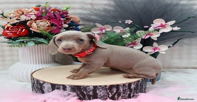 Miniature Dachshund dogs - Advert 16