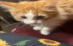 European cats for sale: Nice cat - Image 4