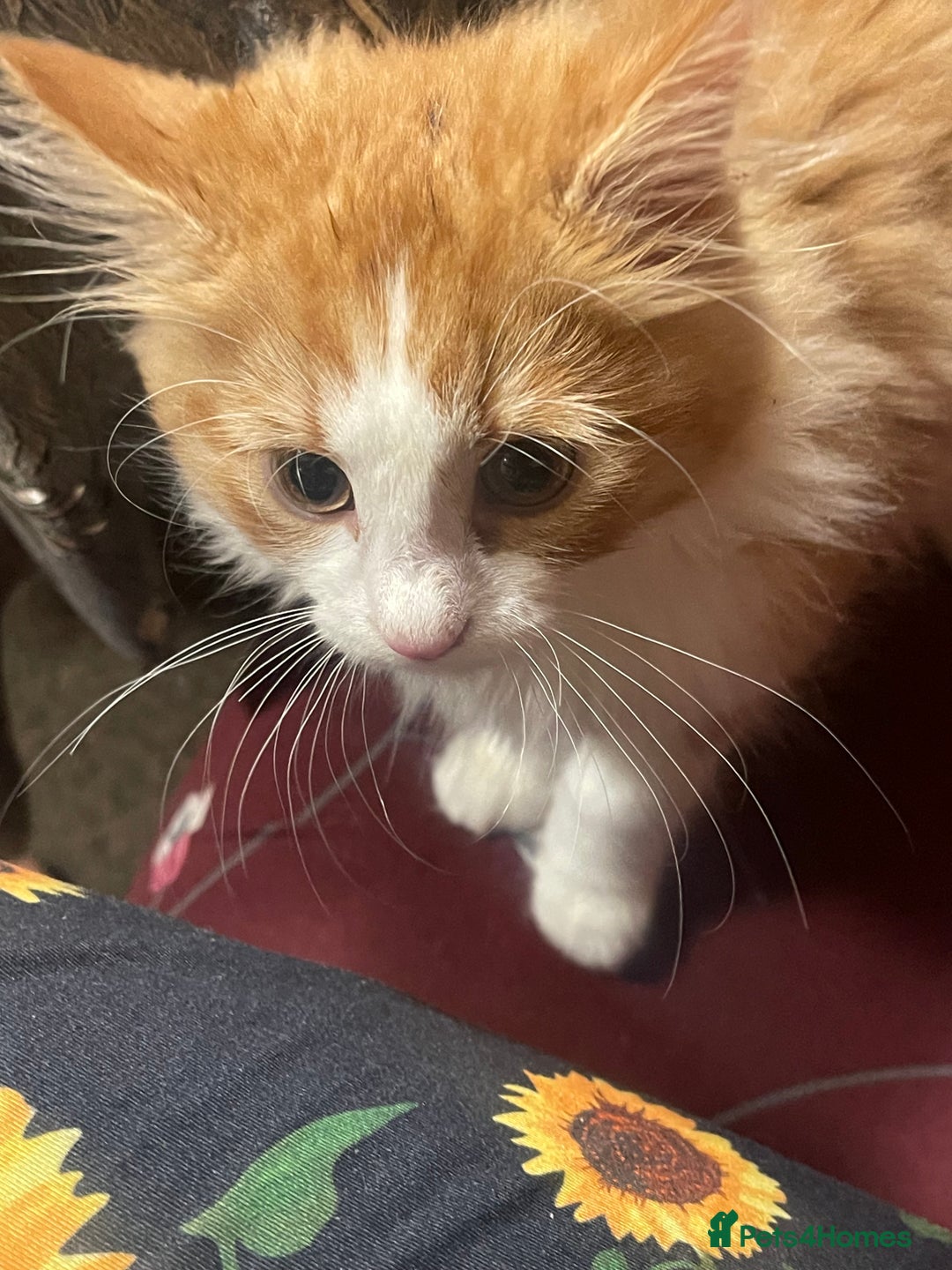 European cats for sale: Nice cat - Image 4