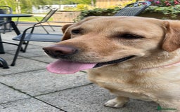 Labrador Retriever dogs for sale: Labrador Love Nuggets - 7 left - Image 9