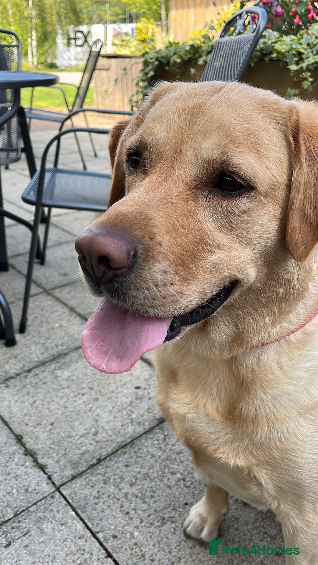 Labrador Retriever dogs for sale: Labrador Love Nuggets - 7 left - Image 9