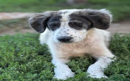 Mixed Breed dogs for adoption: ODIN, a superb young boy - for a Loving Home - Image 1