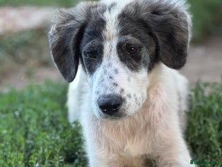 Mixed Breed dogs - Advert 1