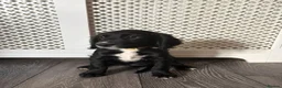 Mixed Breed dogs for sale: Beautiful girl - Advert 2