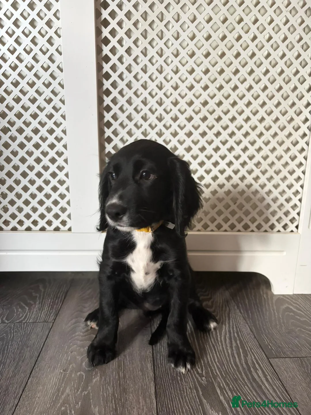 Mixed Breed dogs for sale: Beautiful girl - Advert 2