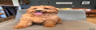 Irish Doodle Puppy 9