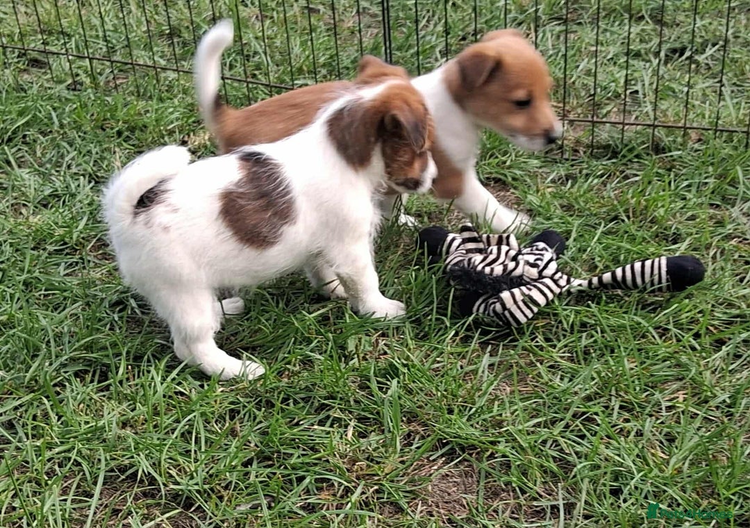 Jack Russell dogs for sale: Pure Jack Russell puppies - Image 15