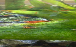 Shrimps fish for sale: Cherry shrimps for sale  - Image 1