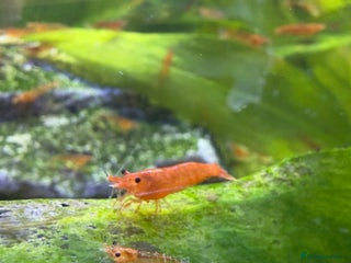 Shrimps fish - Advert 15