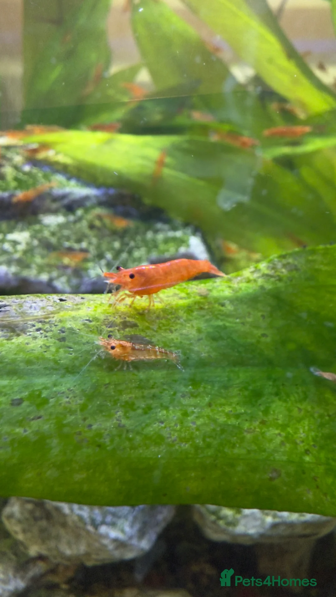 Shrimps fish for sale: Cherry shrimps for sale  - Advert 1