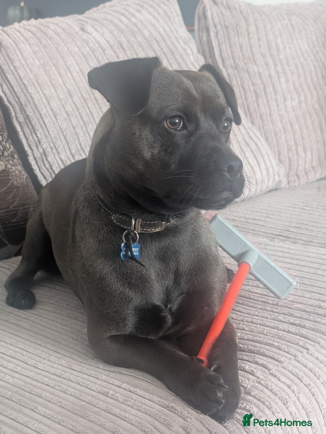 Mixed Breed dogs for sale: 10 month staffy cross with chihuahua  - Image 7