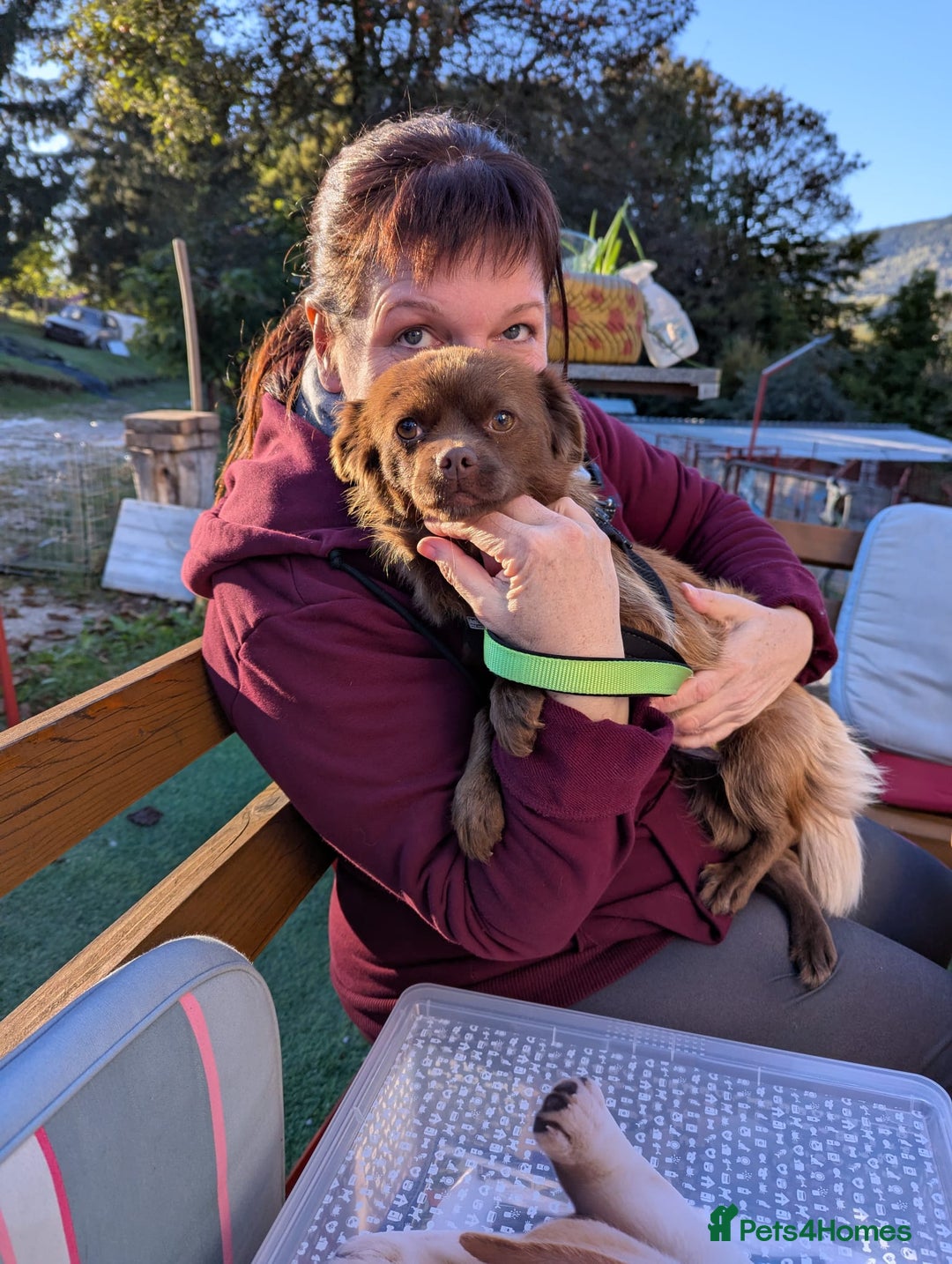 Mixed Breed dogs for adoption: CHOCOLATE - Image 3