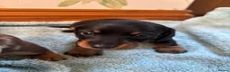 Miniature Dachshund dogs for sale: ADORABLE Miniature Dachshund KC Pups  - Advert 27