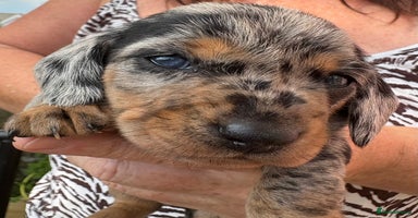 Miniature Dachshund dogs - Advert 16