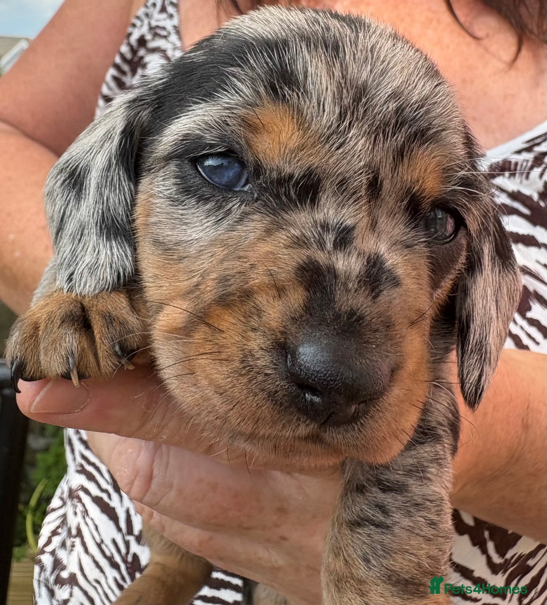 Miniature Dachshund dogs for sale: Miniature dapple dachshund  - Image 1