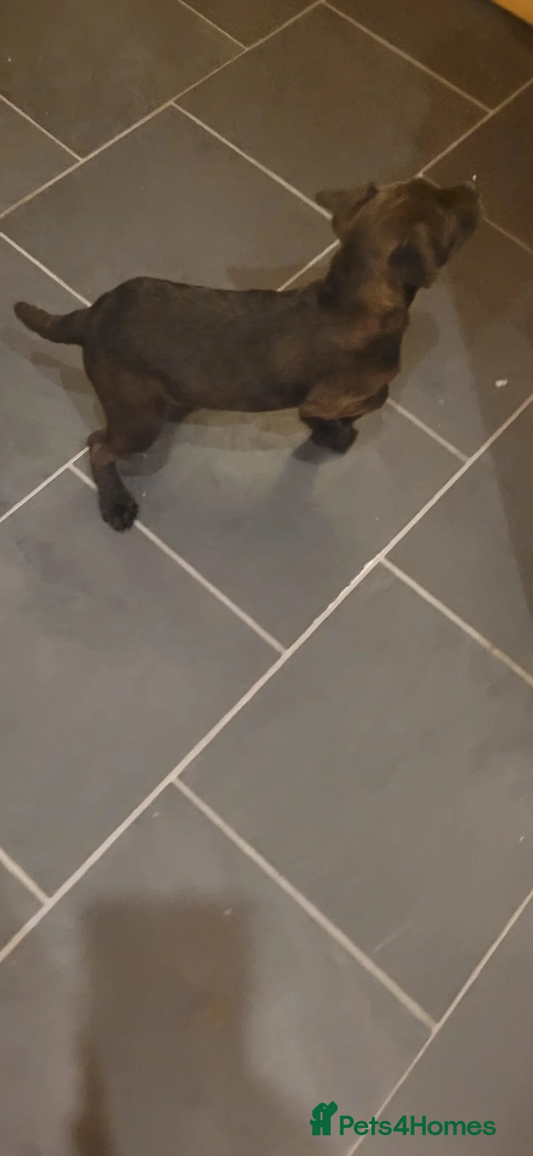 Patterdale Terrier dogs for sale: 13 week old Patterdale pups. - Advert 4