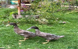 Ducks poultry for sale: 2 Blue Mix Runner Duck Drakes - Image 2