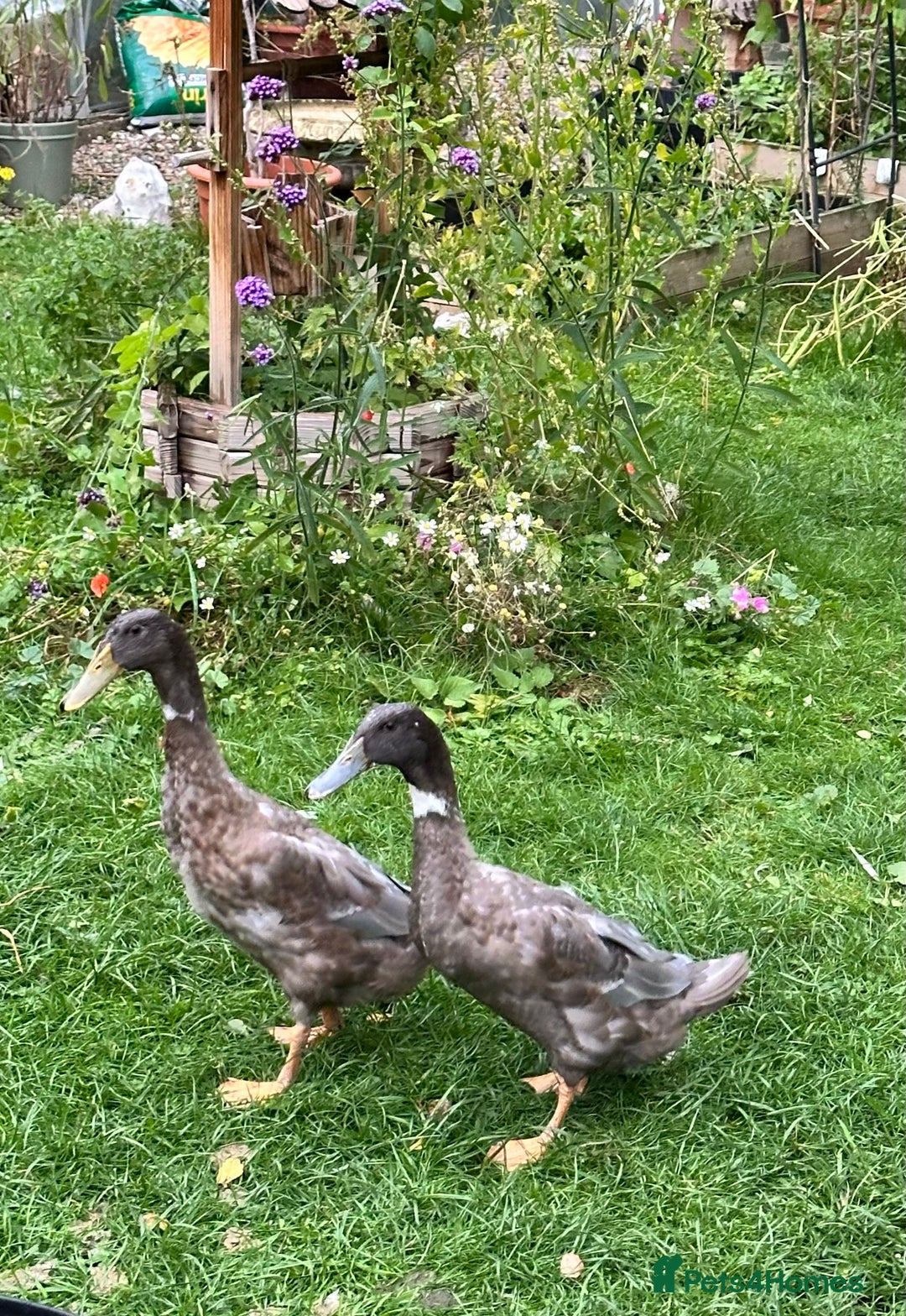 Ducks poultry for sale: 2 Blue Mix Runner Duck Drakes - Image 2