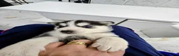 Shepsky dogs for sale: The new generation has arrived 🙌  - Advert 21