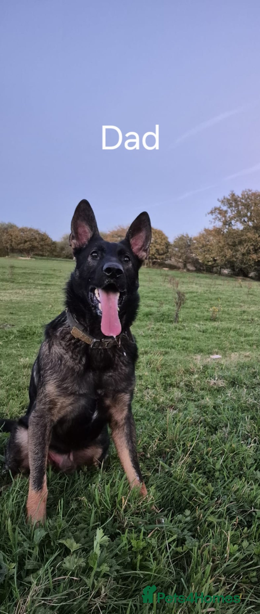 Mixed Breed dogs for sale: Collie x German Shepherd pups - Image 6