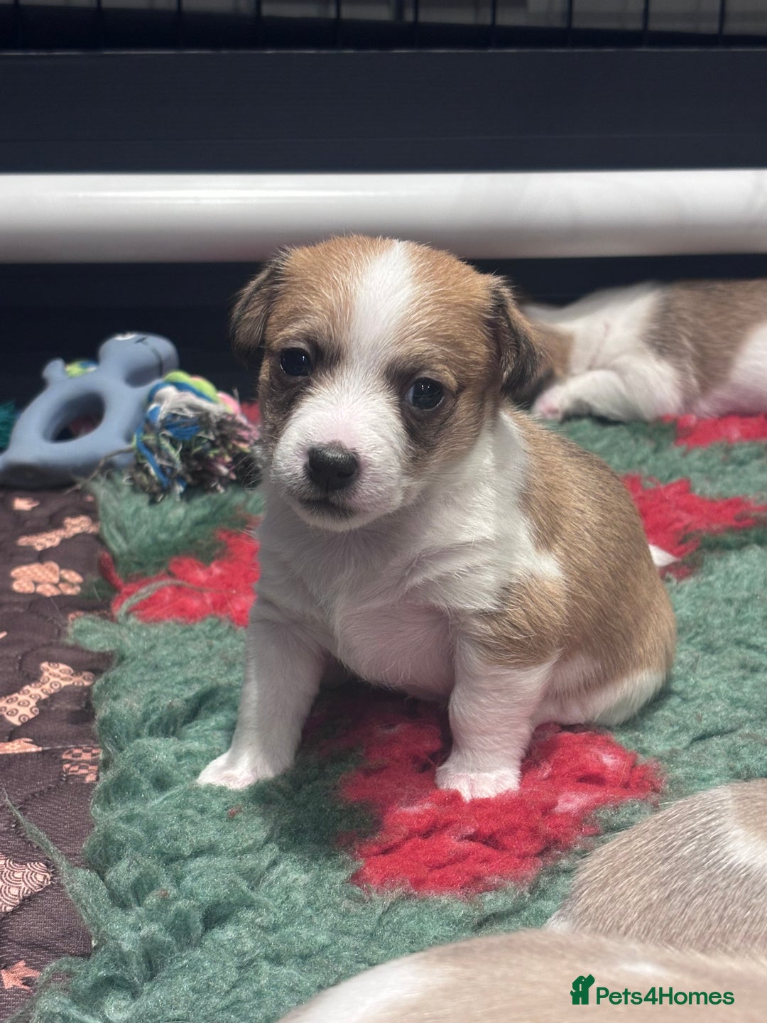 Mixed Breed dogs for sale: 3/4 Jack 1/4 Maltese male puppy available  - Advert 3