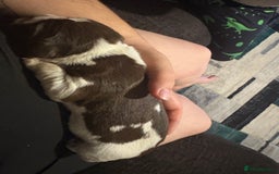 Cockerdor dogs for sale: Cockerdors  - Advert 25