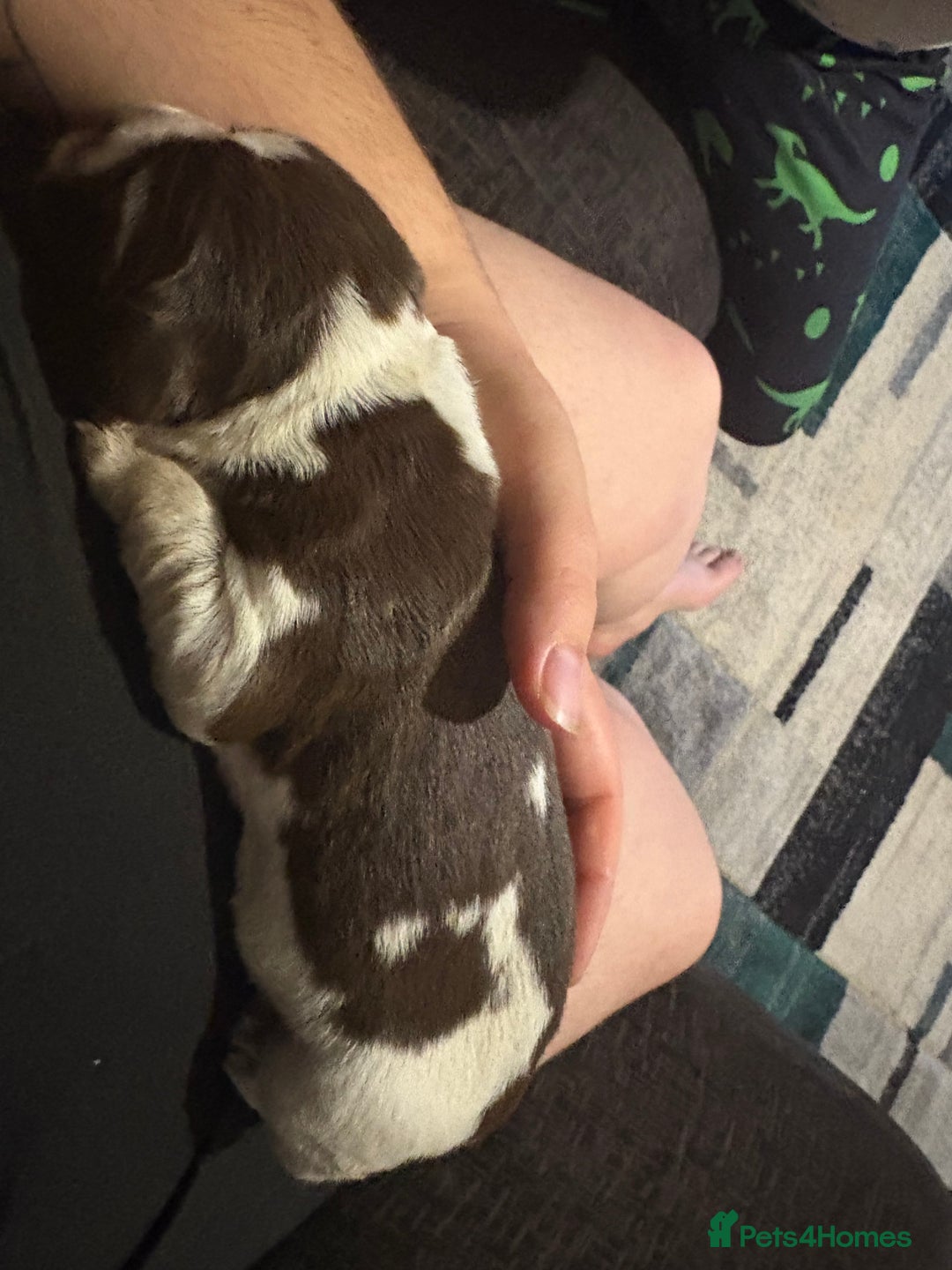 Cockerdor dogs for sale: Cockerdors  - Advert 25