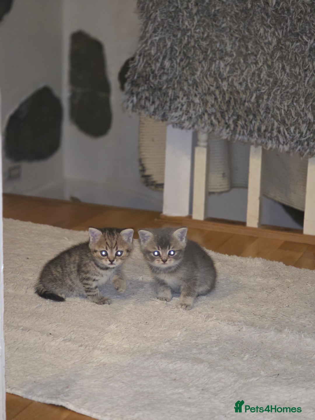 British Shorthair cats for sale: British shorthair  - Advert 14