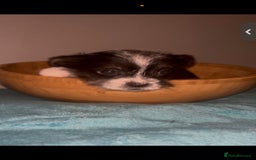 Mixed Breed dogs for sale: Very adorable Shih tzu for sale , 2 boys and 1girl - Advert 10