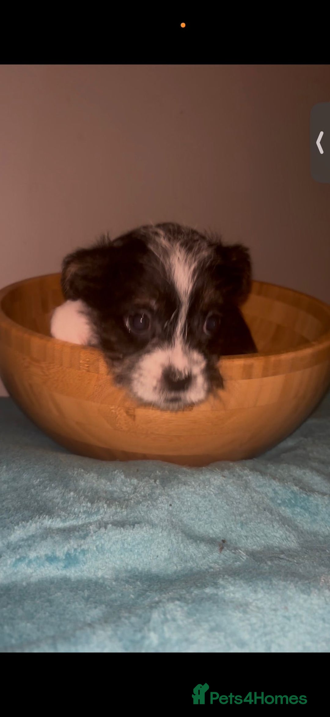 Mixed Breed dogs for sale: Very adorable Shih tzu for sale , 2 boys and 1girl - Advert 10