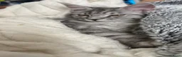 Maine Coon cats for sale: Beautiful Mainecoon - Advert 2