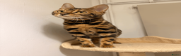Bengal cats for sale: Beautiful 10 Month Old Bengal Cat - Advert 2