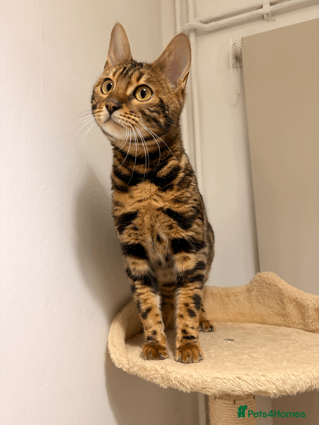 Bengal cats for sale: Beautiful 10 Month Old Bengal Cat - Advert 2
