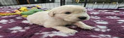 Golden Retriever dogs for sale: Beautiful KC Reg Golden Retriever Puppies - Advert 20