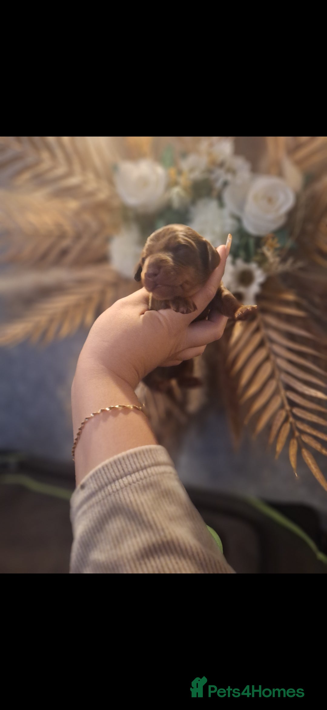 Miniature Dachshund dogs for sale: Fluffy carrier Miniature daschound puppies 🐶  - Image 9