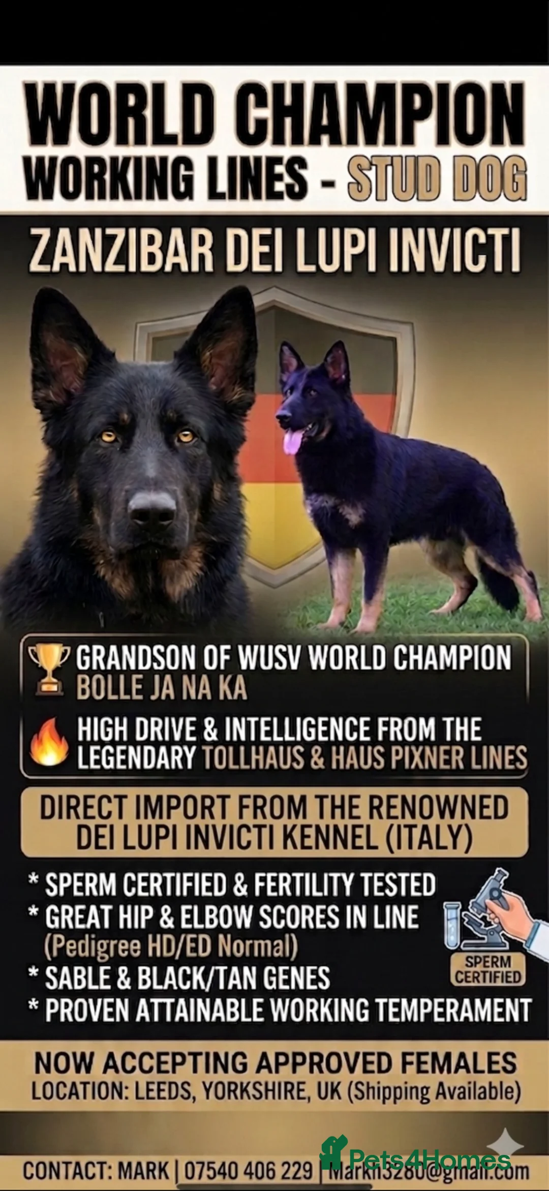 German Shepherd dogs for stud: 🏆Zanzibar - World champion working lines 🏆 in Batley - Advert 1