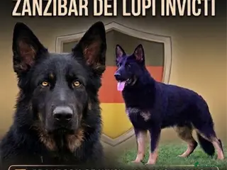 German Shepherd dogs 🏆Zanzibar - World champion working lines 🏆 - Advert 1