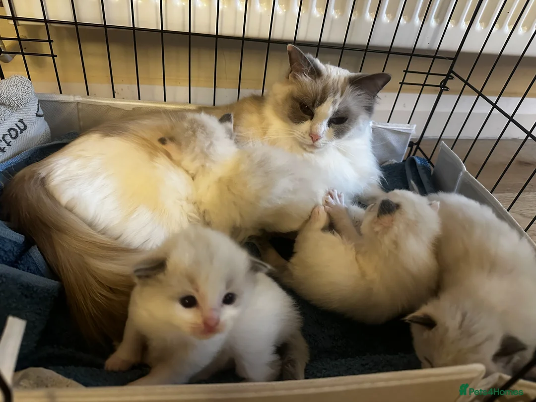Ragdoll cats for sale: Gorgeous Ragdoll Kittens in Woodstock - Advert 2