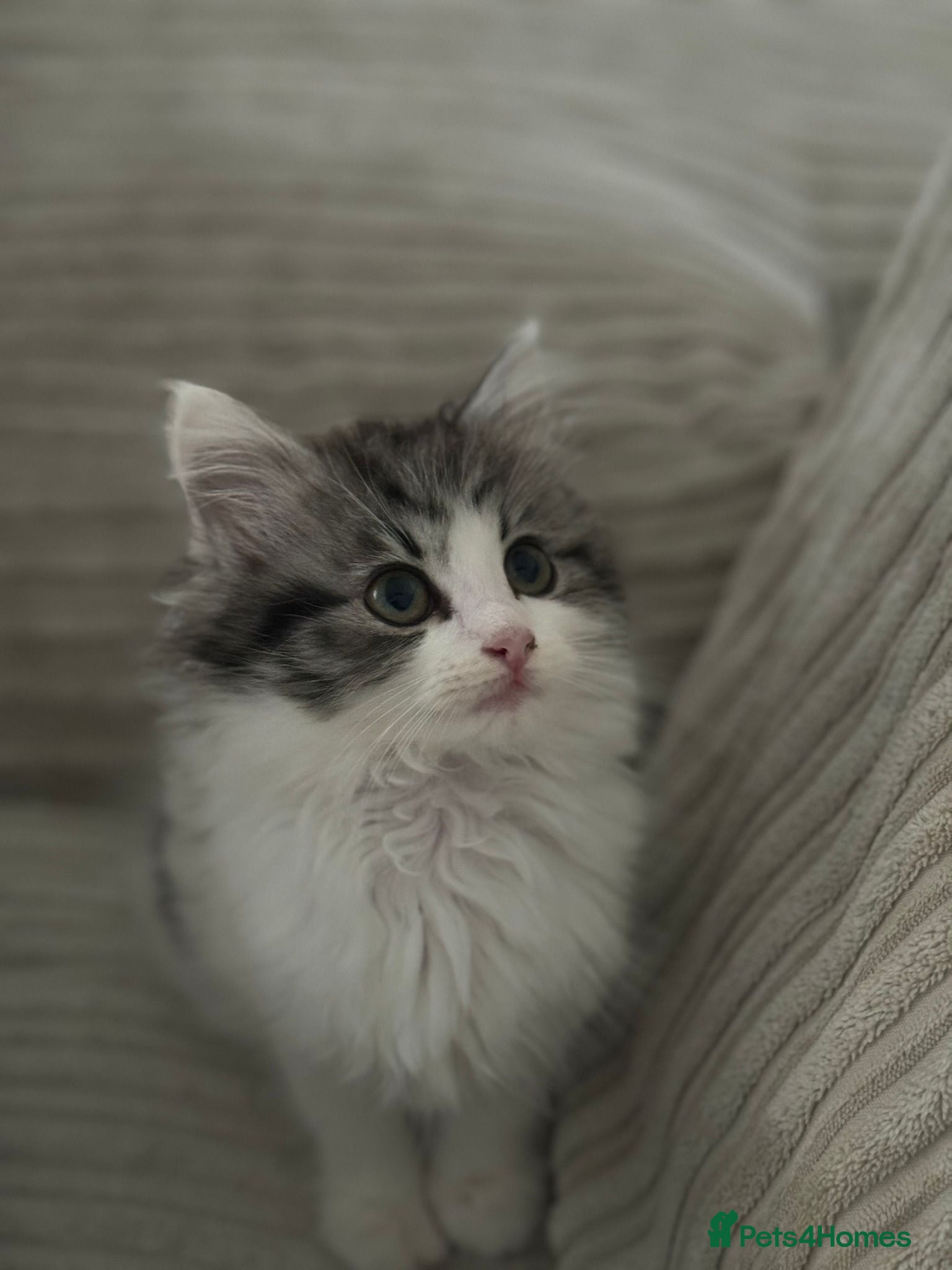 British Shorthair cats BSH X Mainecoon - Advert 1