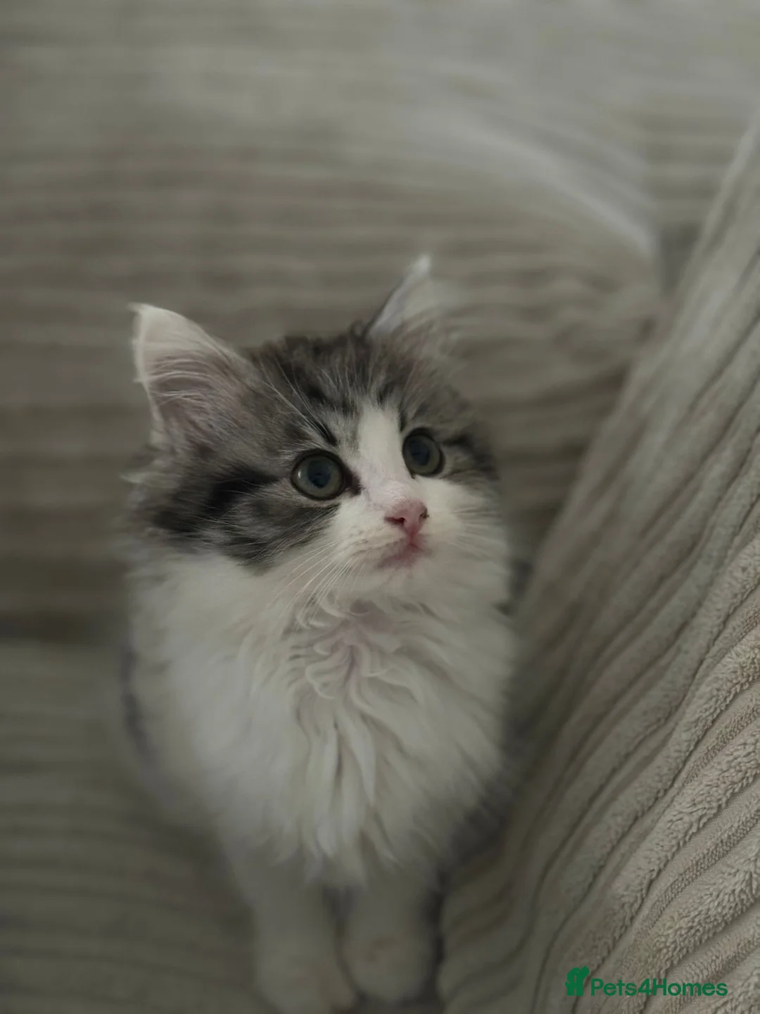 British Shorthair cats for sale: BSH X Mainecoon in Manchester - Advert 1