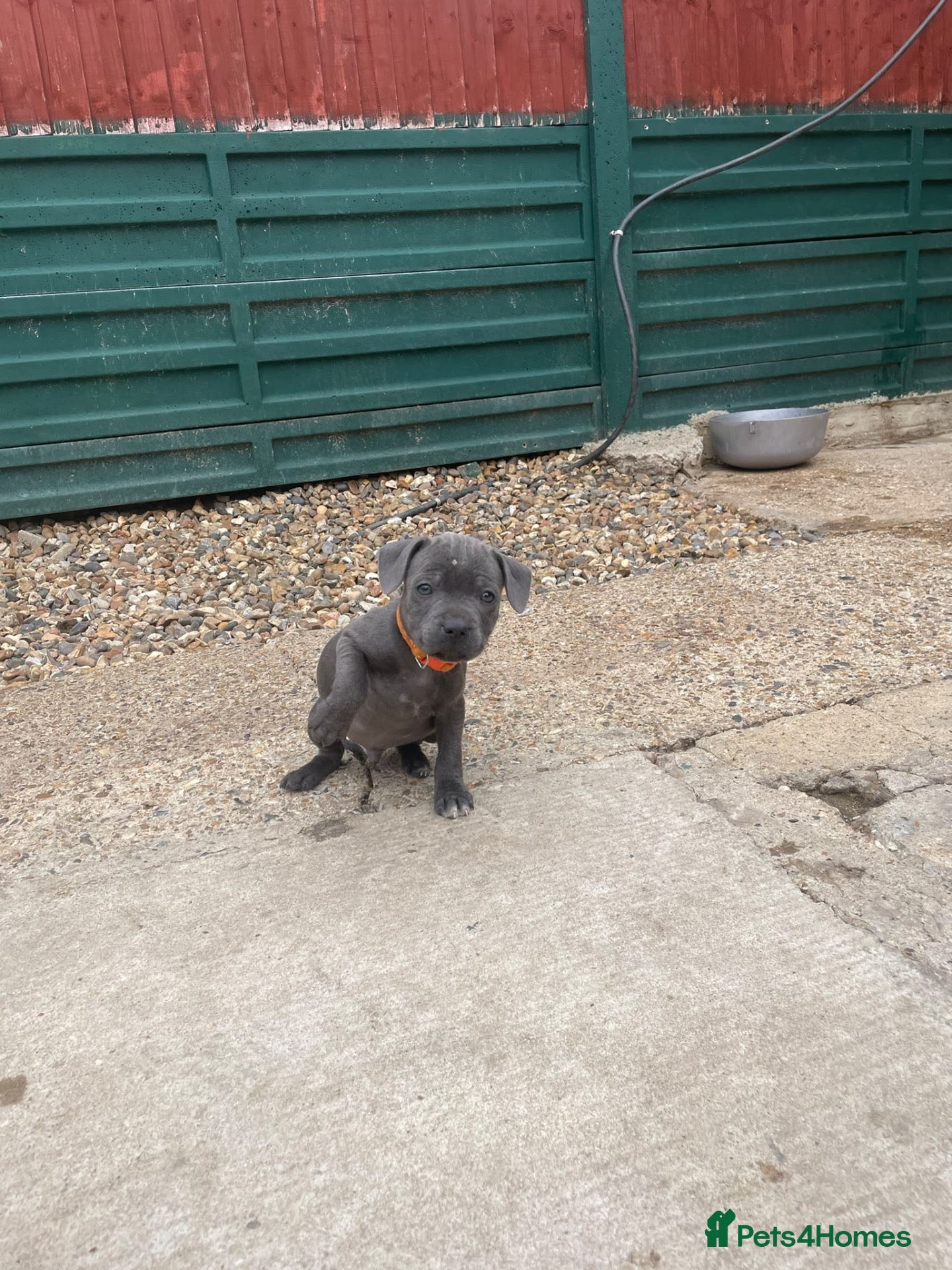Staffordshire Bull Terrier dogs 2 blue Staffordshire Bull Terrier Puppie Available - Advert 2