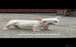 French Bulldog dogs for sale: Beautiful small build fluffy/fluffy carrier french - Image 3