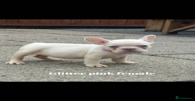 French Bulldog dogs - Advert 2