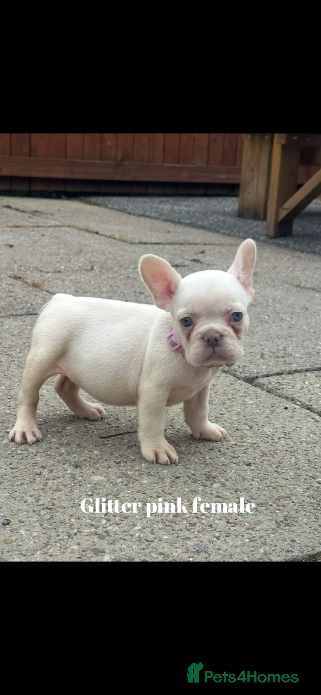 French Bulldog dogs for sale: Beautiful small build fluffy/fluffy carrier french - Image 3