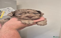 Cockapoo dogs for sale: Cockapoo pups - Image 3