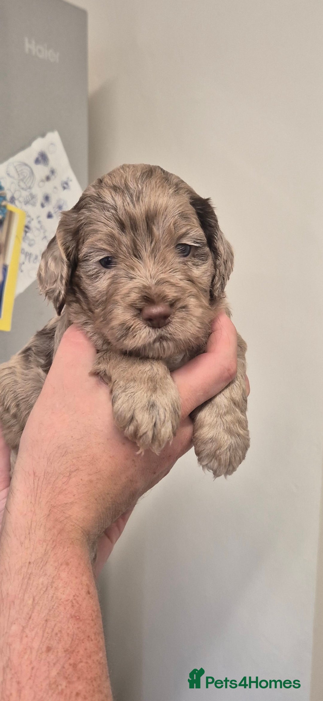 Cockapoo dogs for sale: Cockapoo pups - Image 3